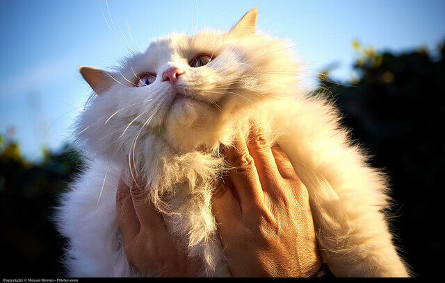 College Board’s College-Level Examination Program (CLEP)